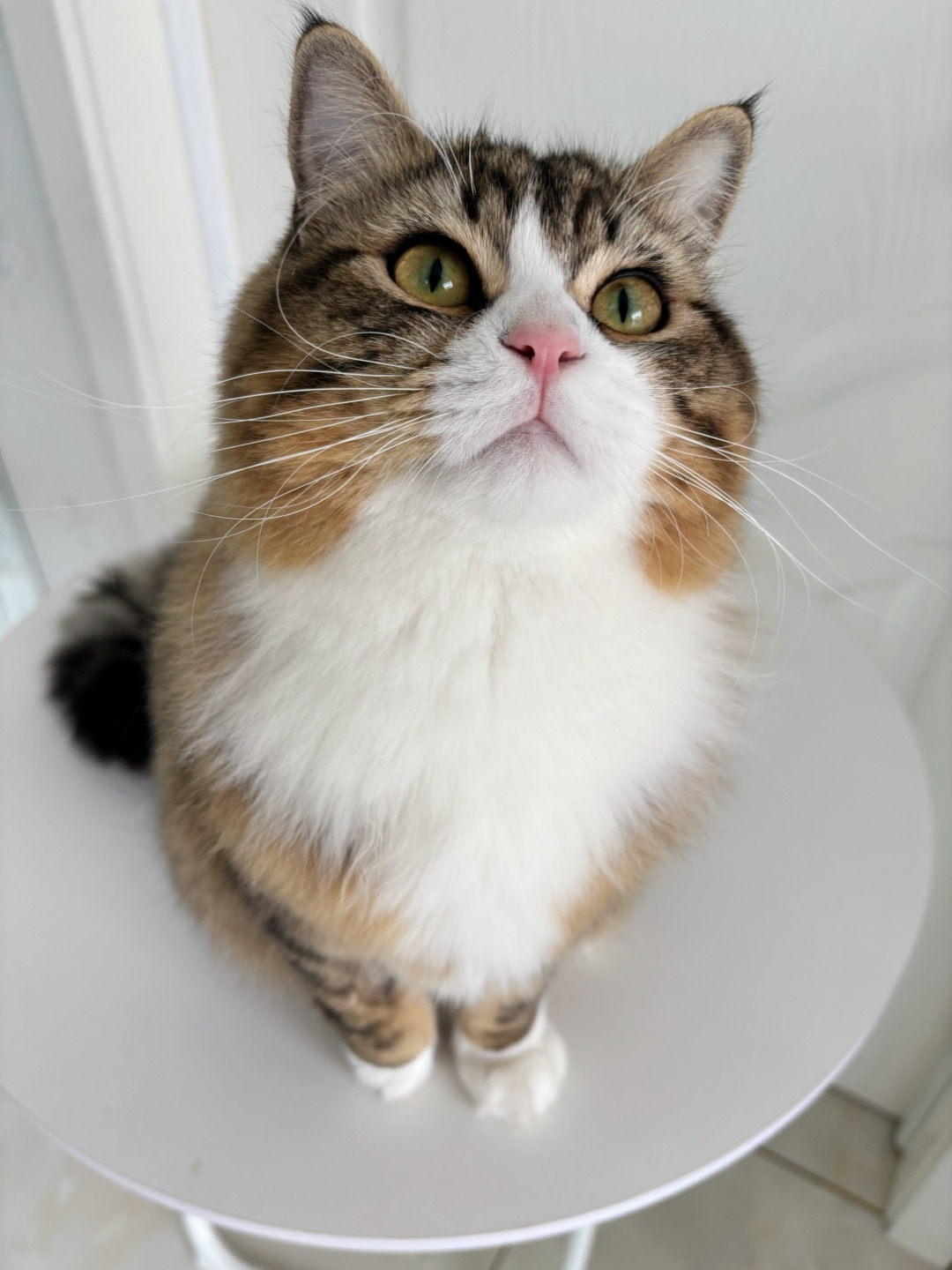 哈哈(*´・ｖ・)( ´ ▽ ` )ノ哈哈✌︎˶╹ꇴ╹˶✌︎哈哈