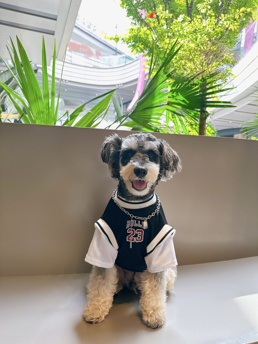 小狗在苏河湾对你发起邀约