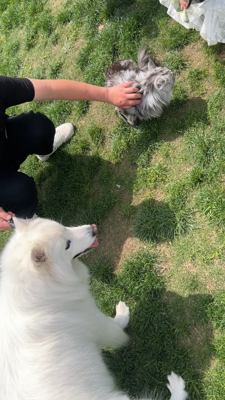 咪，修狗喜欢的咪