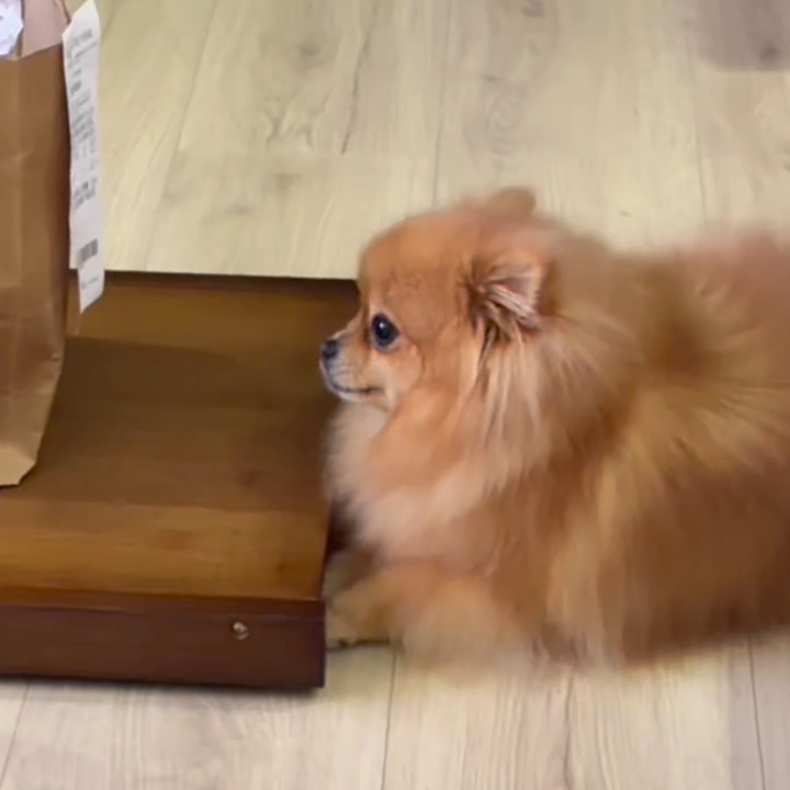 博美是护卫犬，请看VCR