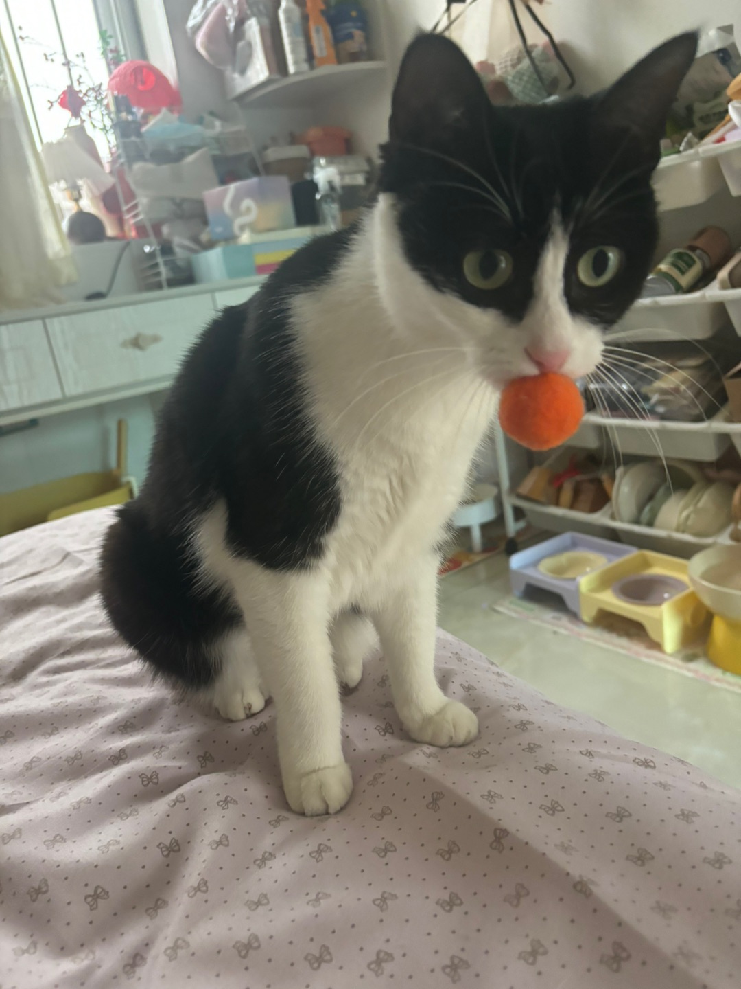 哈哈  ᖰ⌯'▾'⌯ᖳ~(＾◇^)/( ´ ▽ ` )ノ~(＾◇^)/