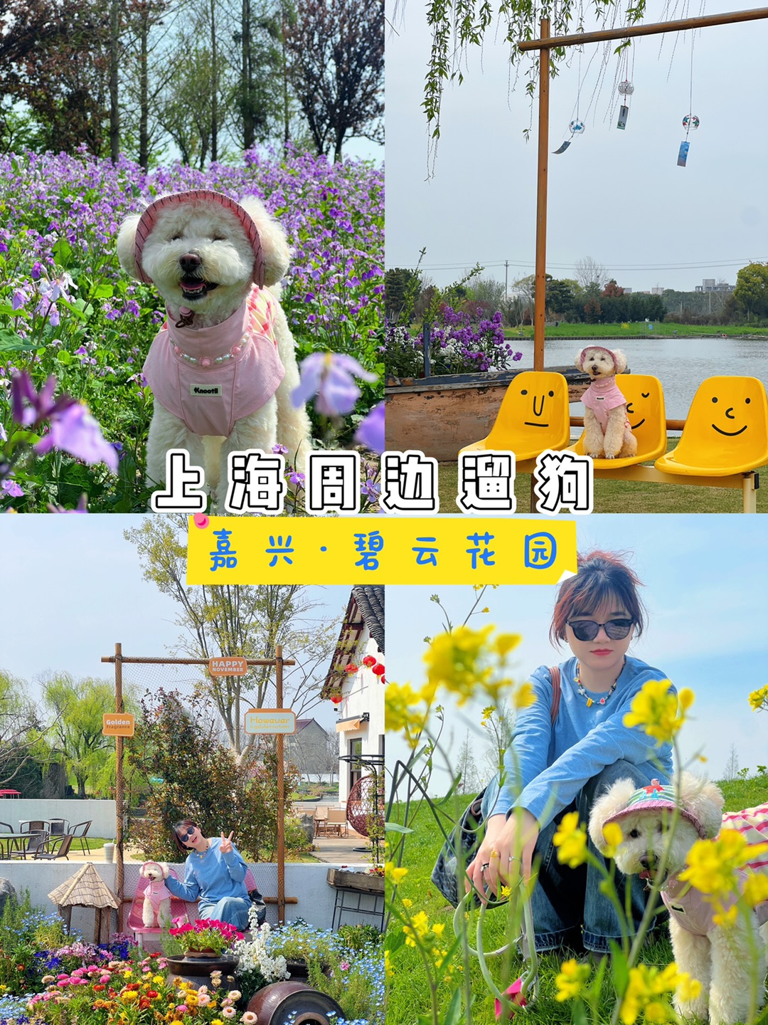 上海开车1h，带小狗和春天bingo一下💞