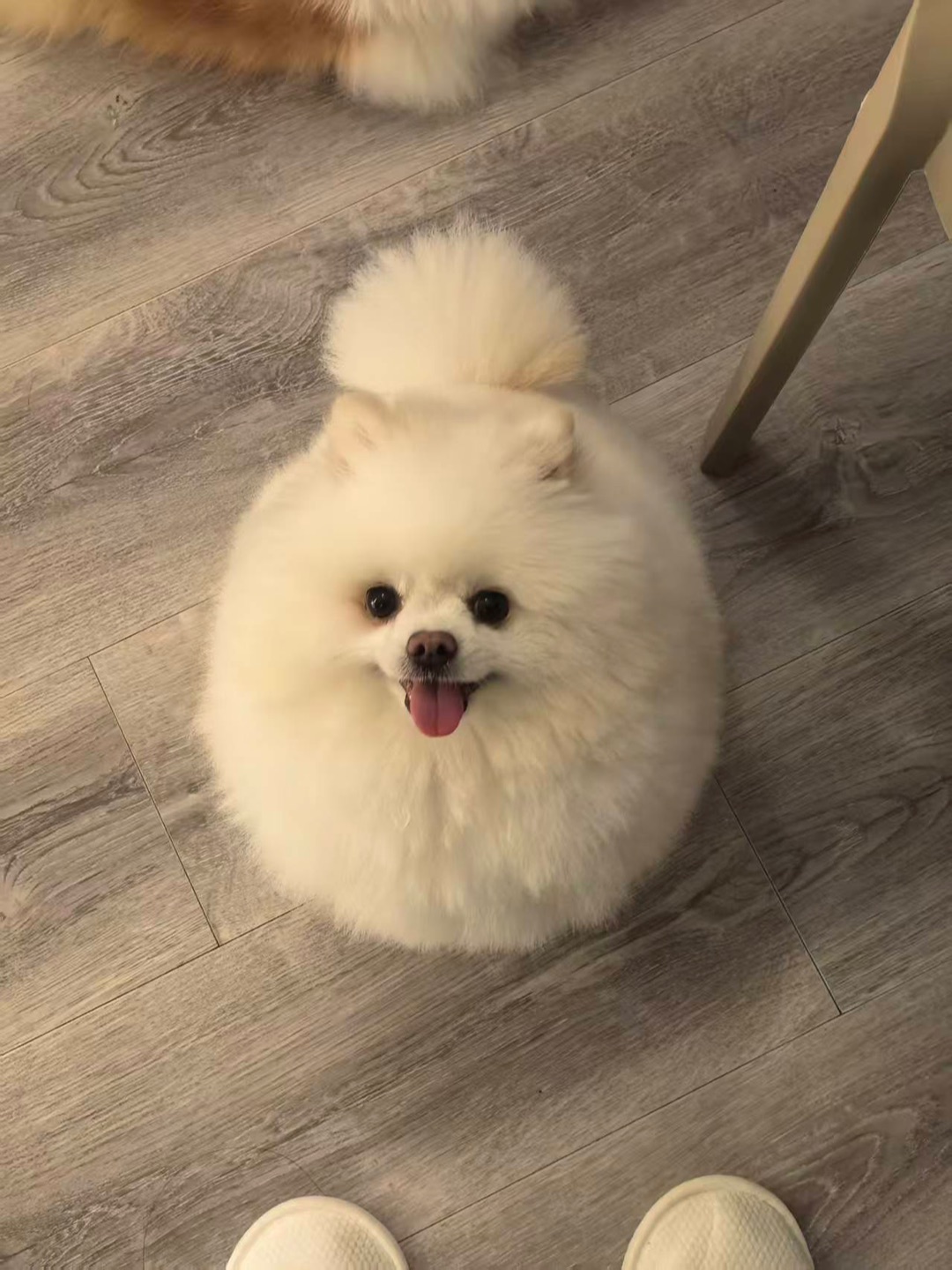 ee们我像不像个糯米团子