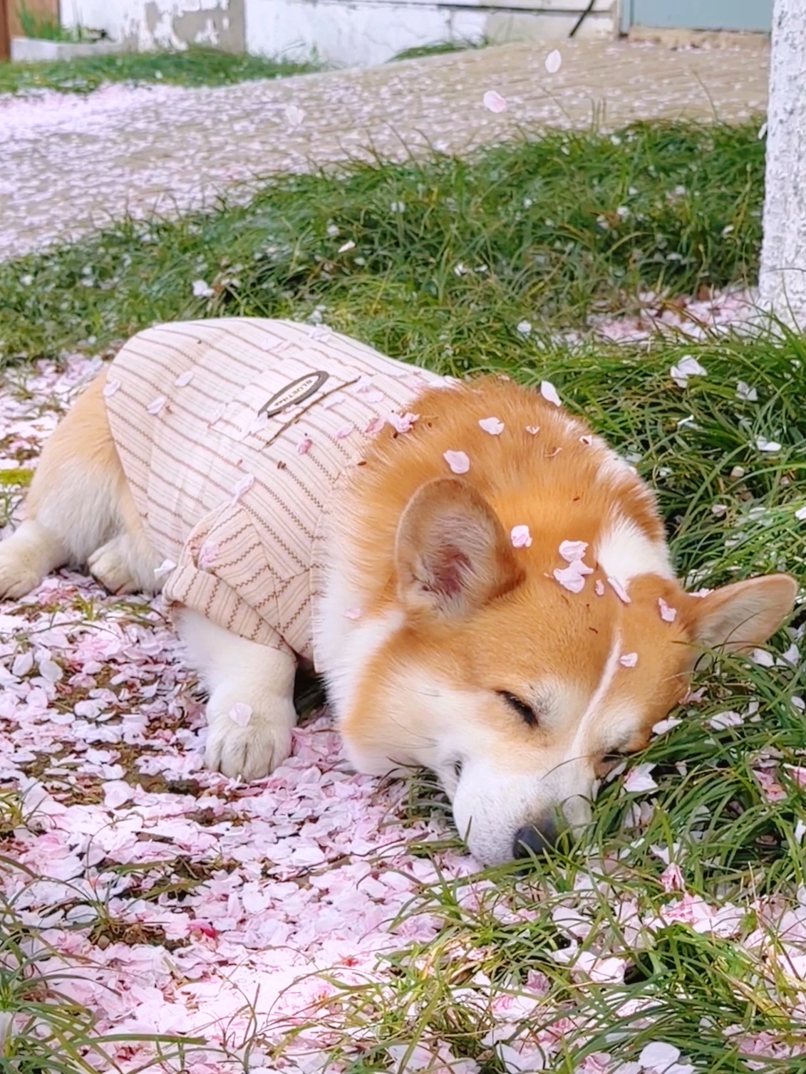 樱花树下站小狗都美！更何况是樱花雨呢🌸🌧️