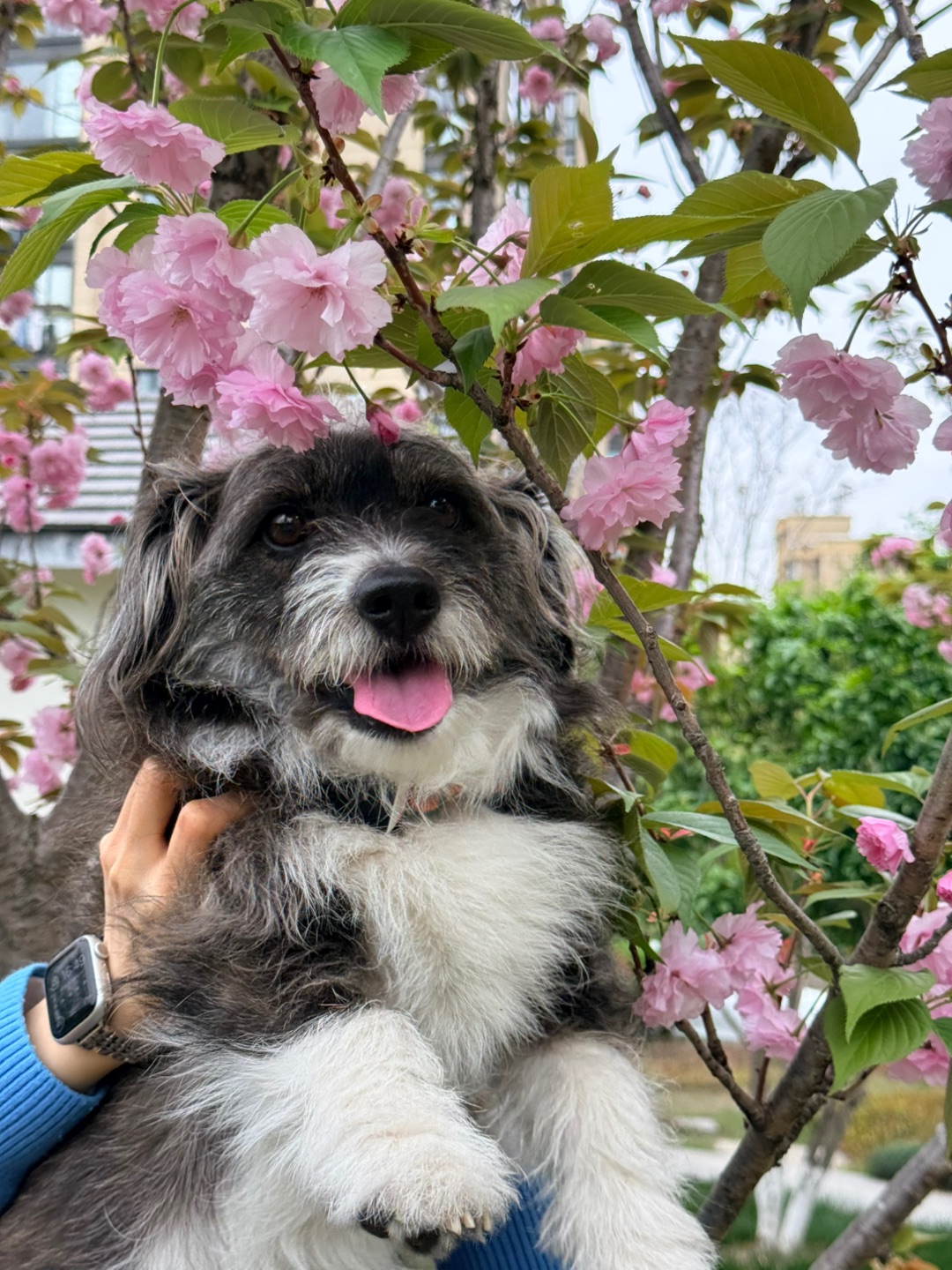 妈，这照非拍不可吗