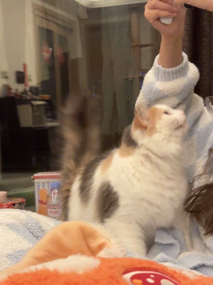 猫：不解风情的人类