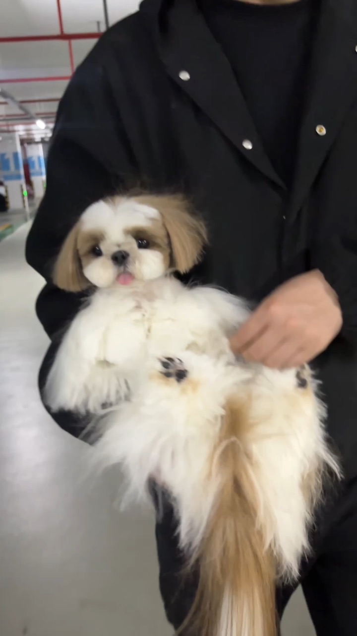 爆毛小狗来啦！