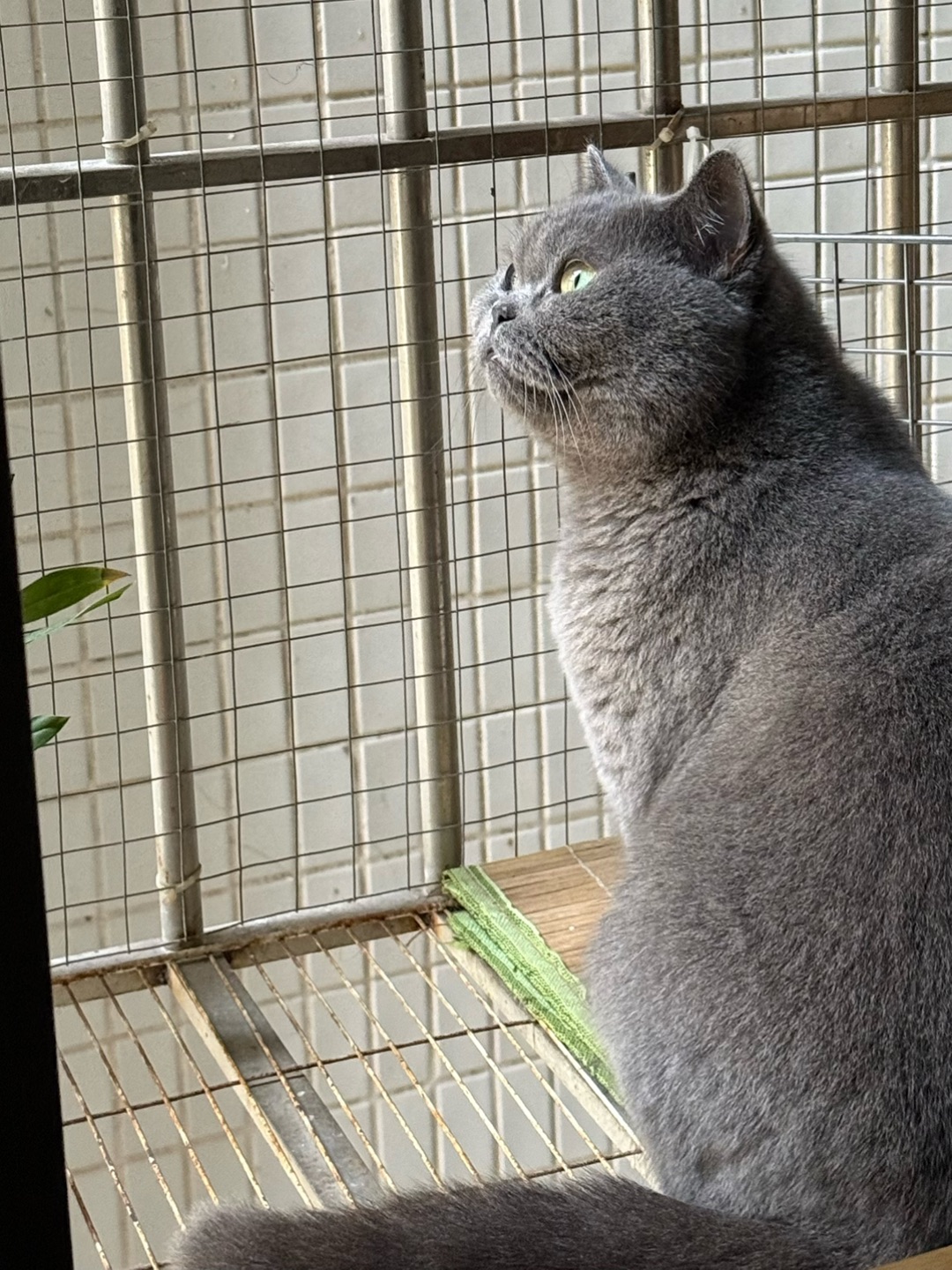 🐾皮皮的慵懒日常✨