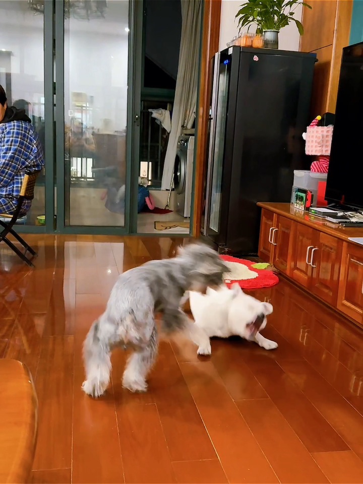 给ee们舞一个🤣