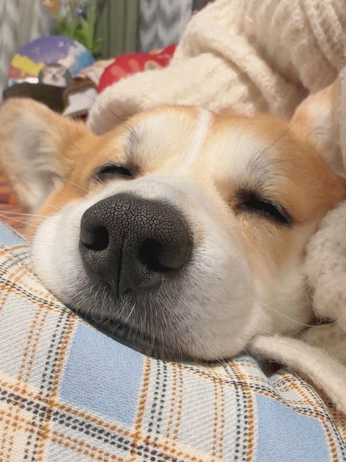 是谁家的小狗～