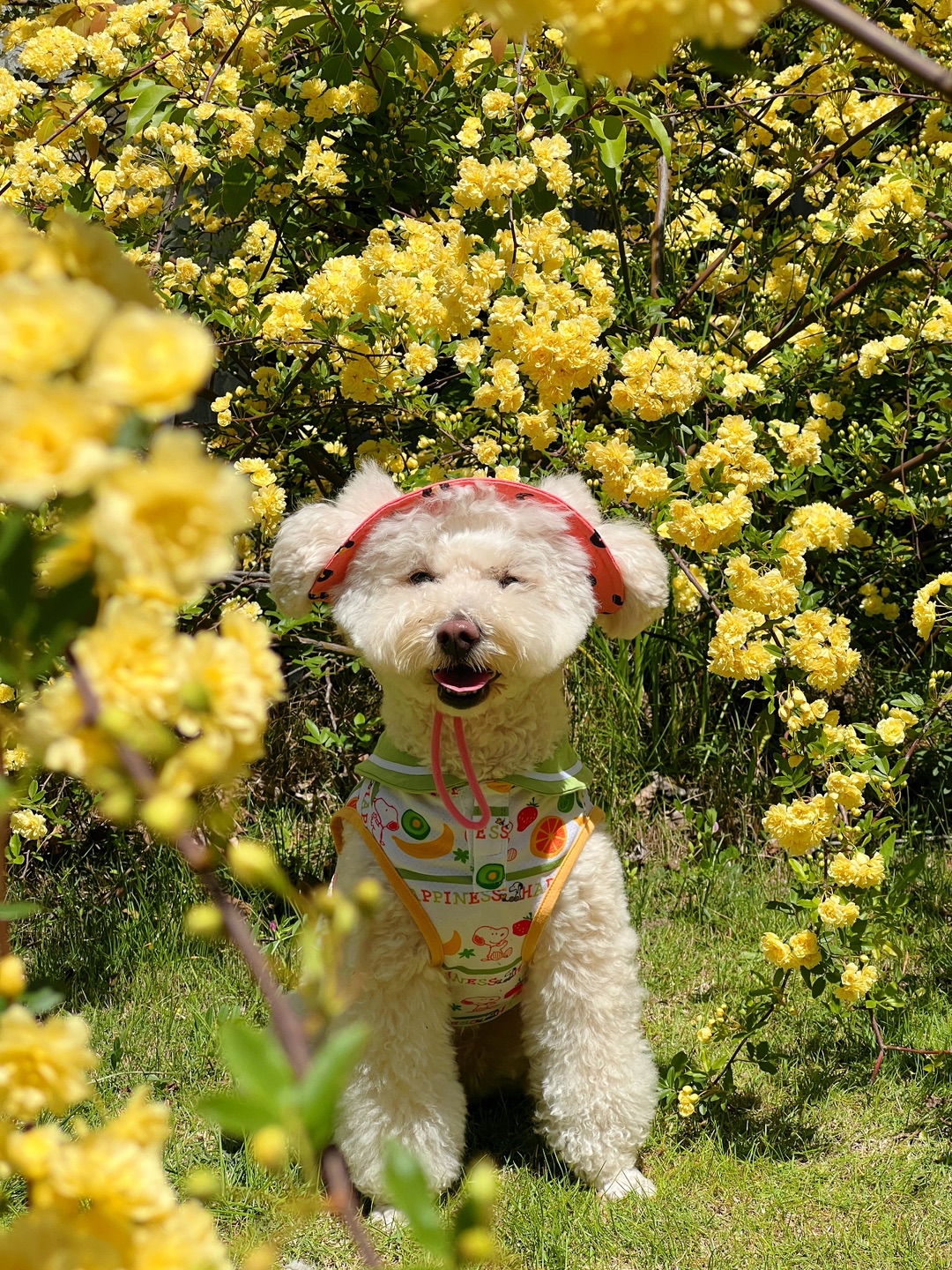 一则春日实报🌼