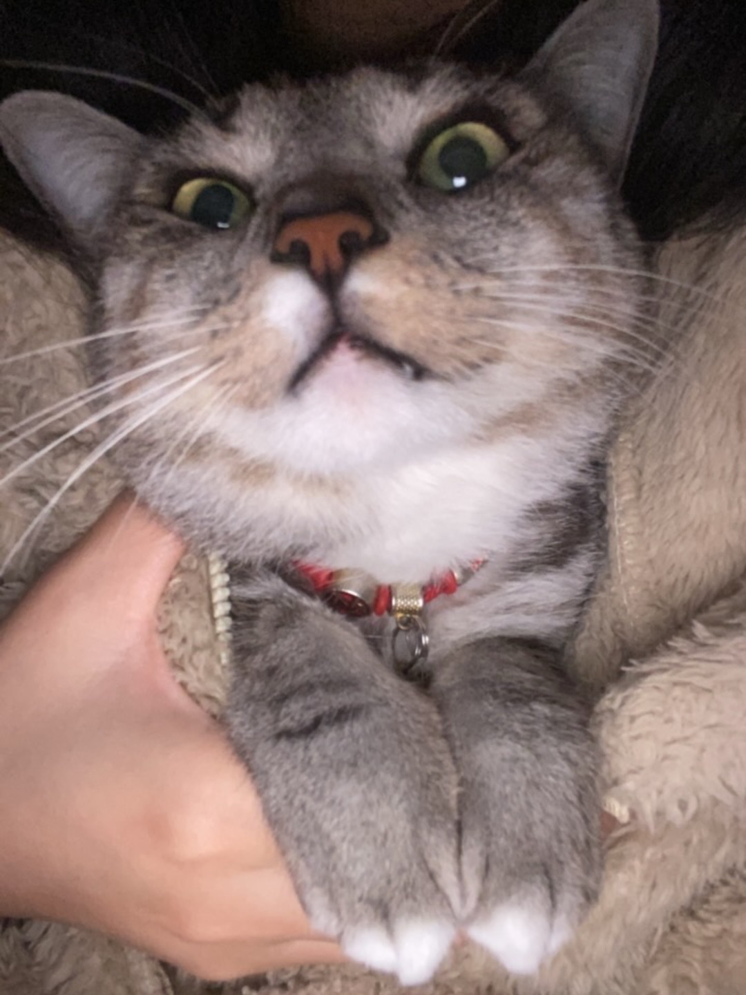 26.4.7 小甜筒 小甜筒 你好可爱