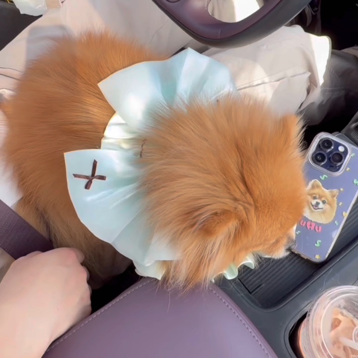 小小一坨，太可爱了吧