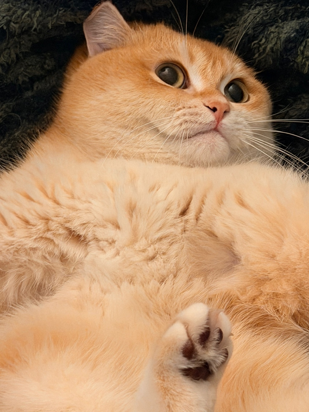 哎呀，不小心跌进麻麻怀里了～🥺