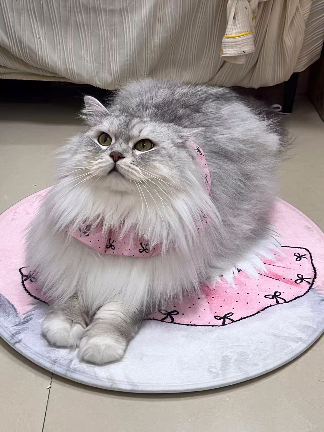 听说听话的孩子有猫条吃