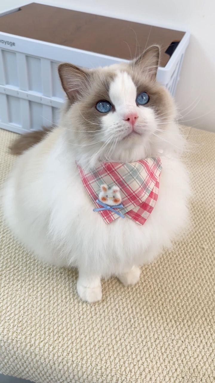 是个棉花糖宝宝