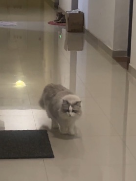 对新邻居的好奇7