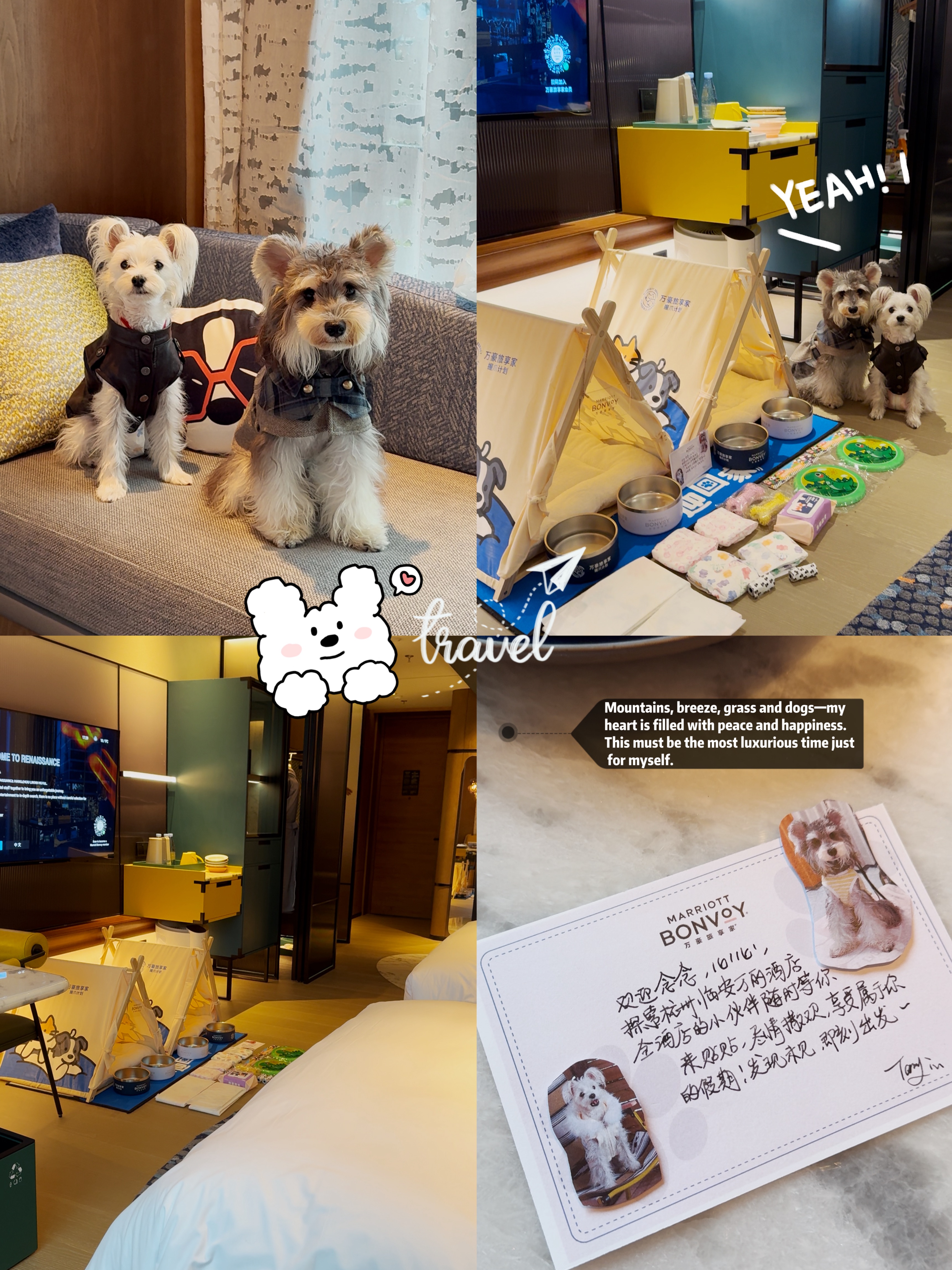 宠物友好酒店｜你们都会带小狗们去哪里🏖️