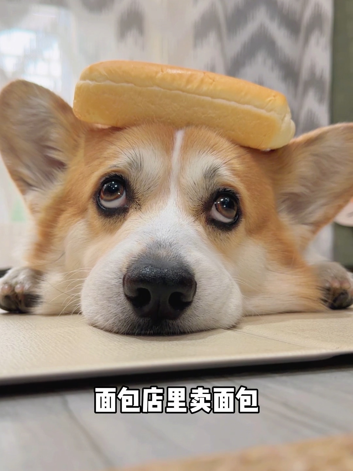 🐶：你卖你的，我趴我的🫠