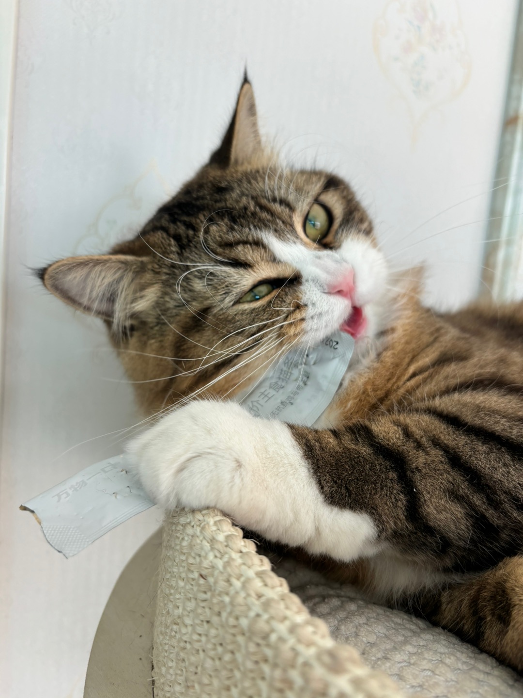 哈哈(◍•ᴗ•◍)(^o^)／~(＾◇^)/(^o^)／~(＾◇^)/