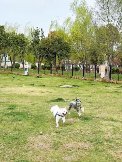 📍森兰邻里公园 两小只快乐起飞