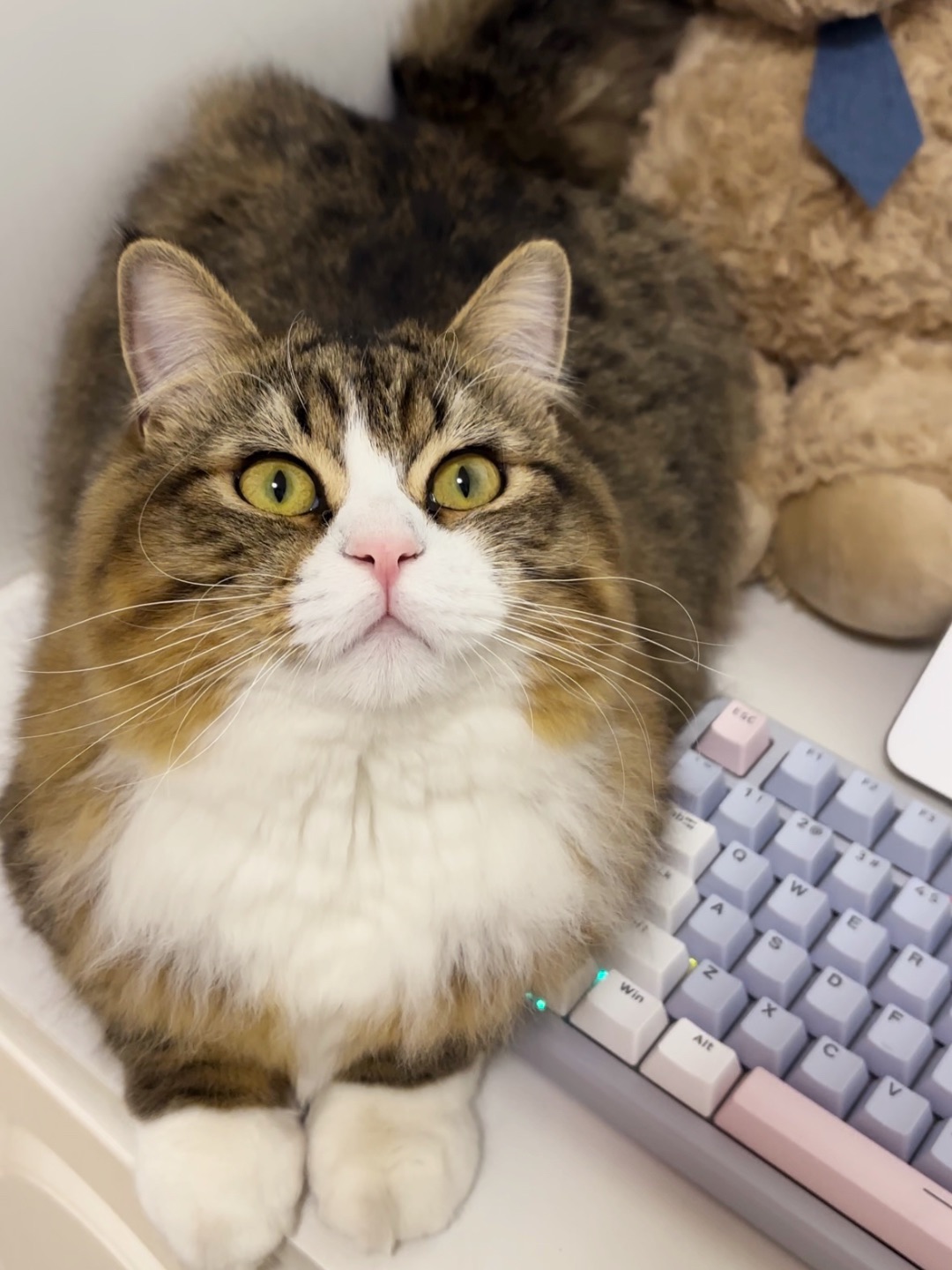 哈哈(◍•ᴗ•◍)(^o^)／~(＾◇^)/(^o^)／~(＾◇^)/