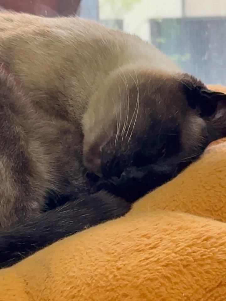 梦里在吃什么呢？