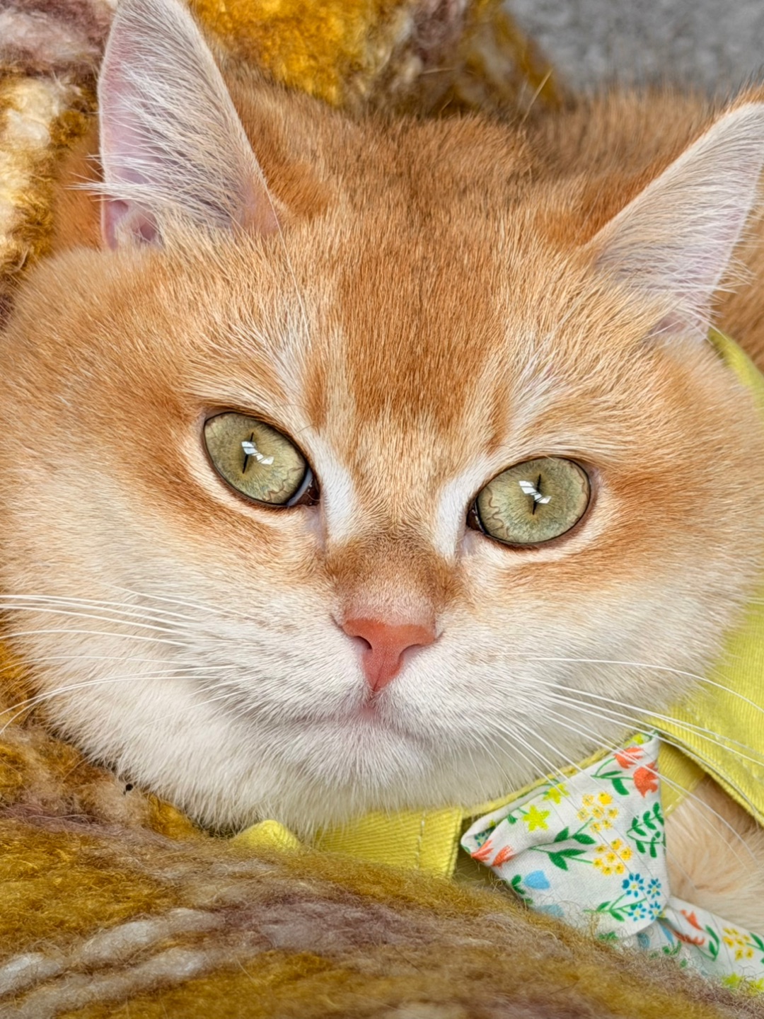 💛今日份含糖量：100%