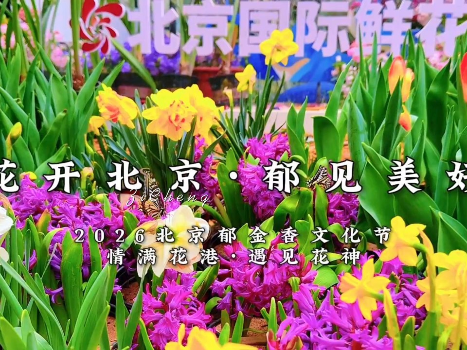 春日赏花 这里才是北京春天的顶流