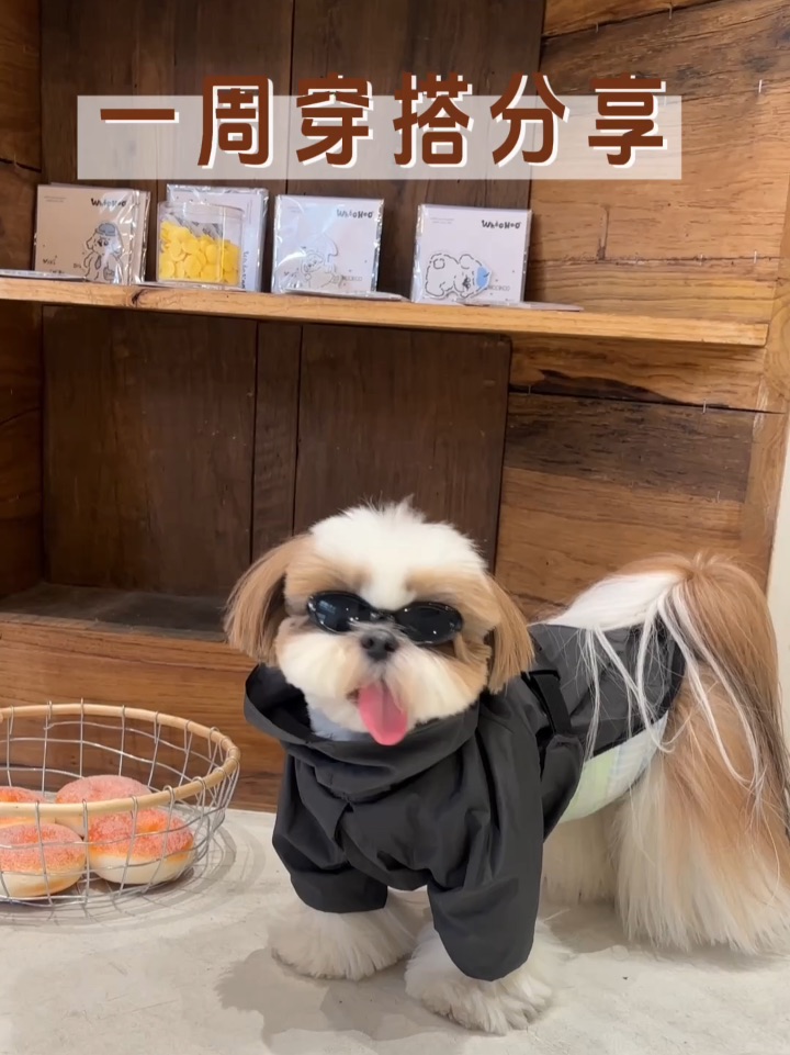 帅狗穿搭来啦！
