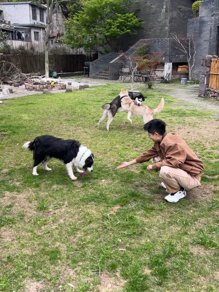 果然～边牧和哈士奇的世界并不相通