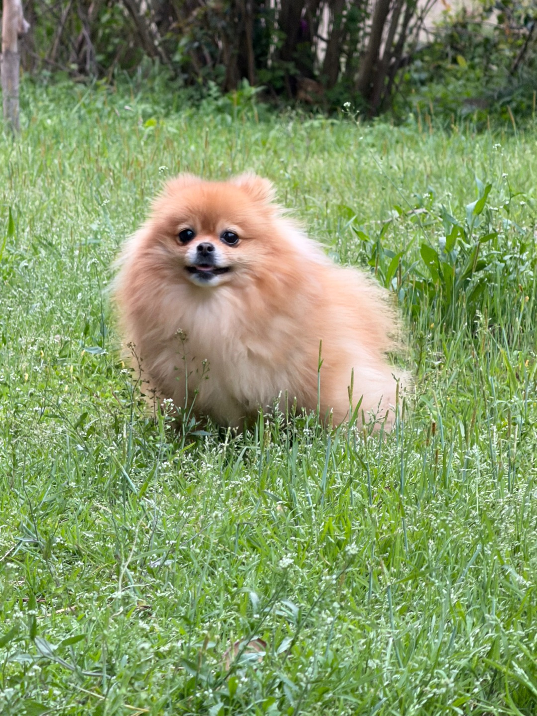 有谁总喜欢拍小狗打哈欠