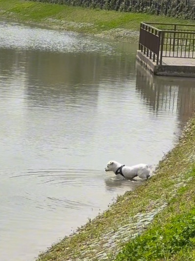 养狗哪有不疯的