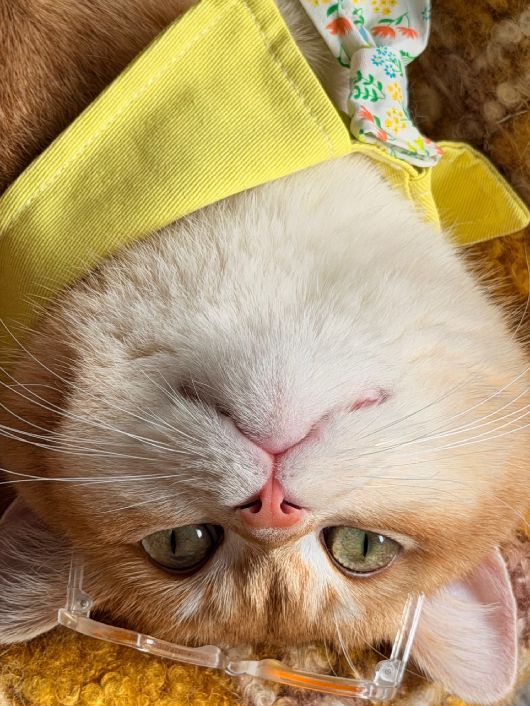 听说春天适合见面，更适合被偏爱。🌿