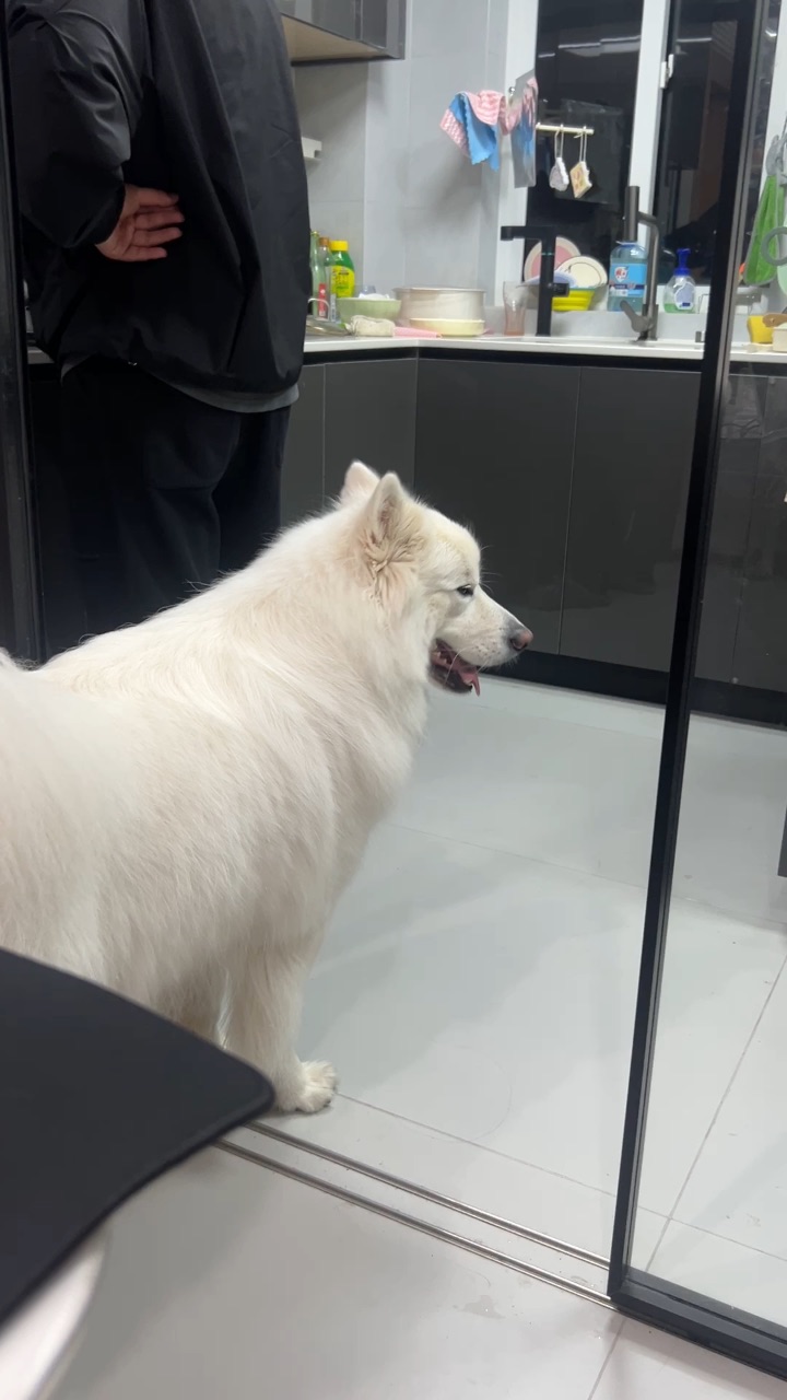 小狗探测器启动