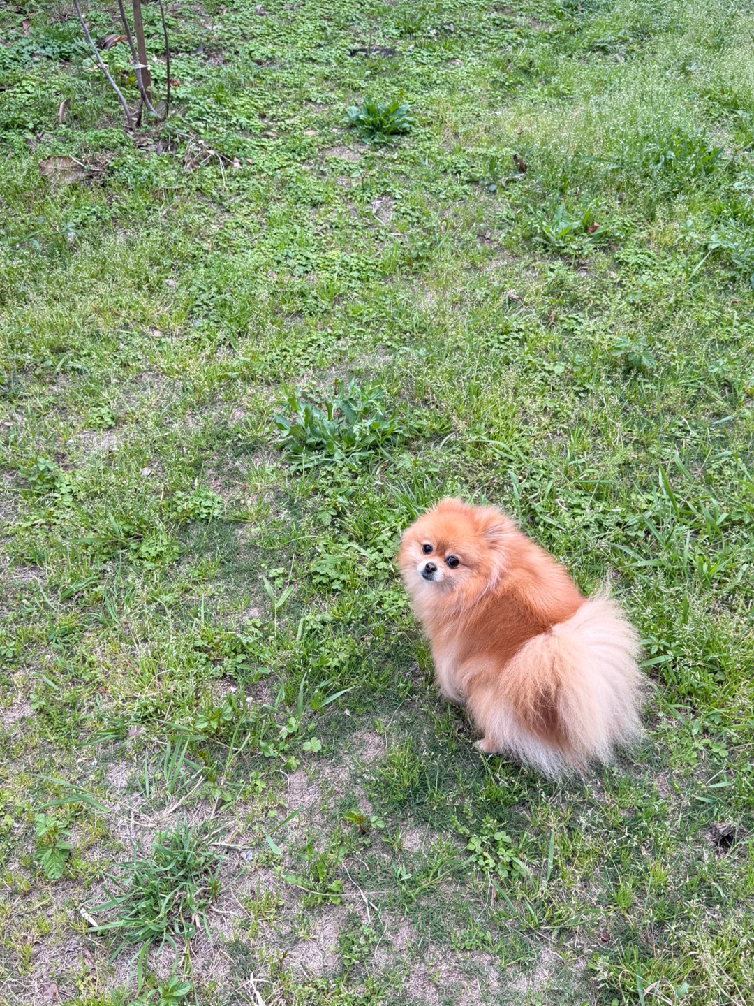 有谁喜欢拍小狗拉噗噗的