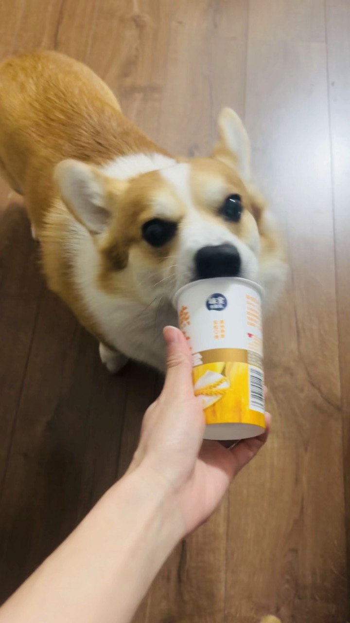 小狗近期美味分享