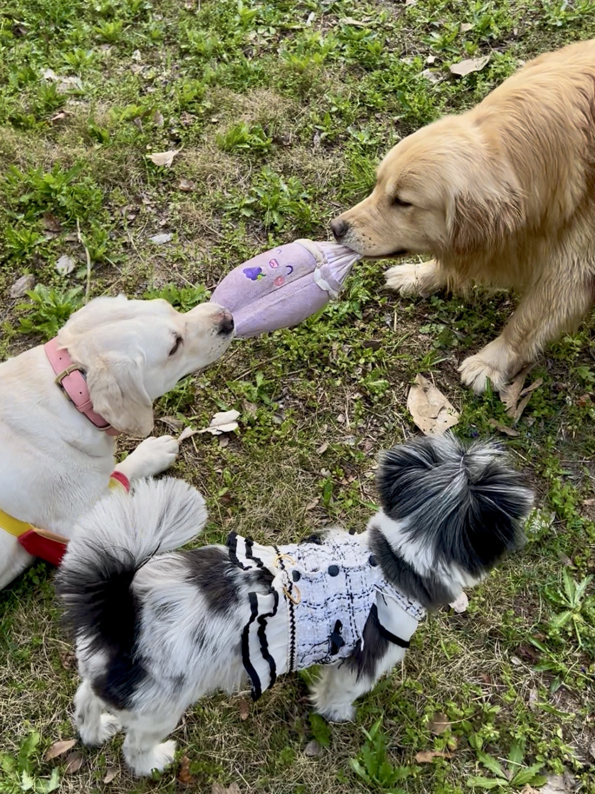 友谊的小船说翻就翻了。。🐶