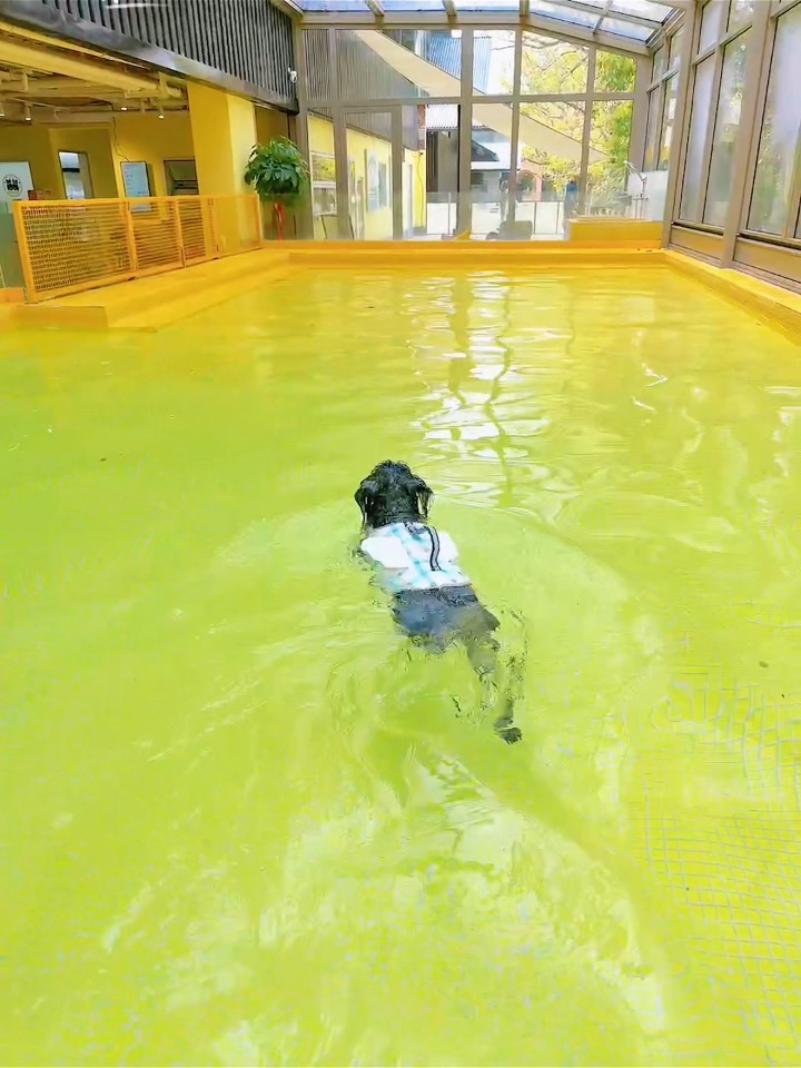 勇敢的小狗先进入夏天☀️