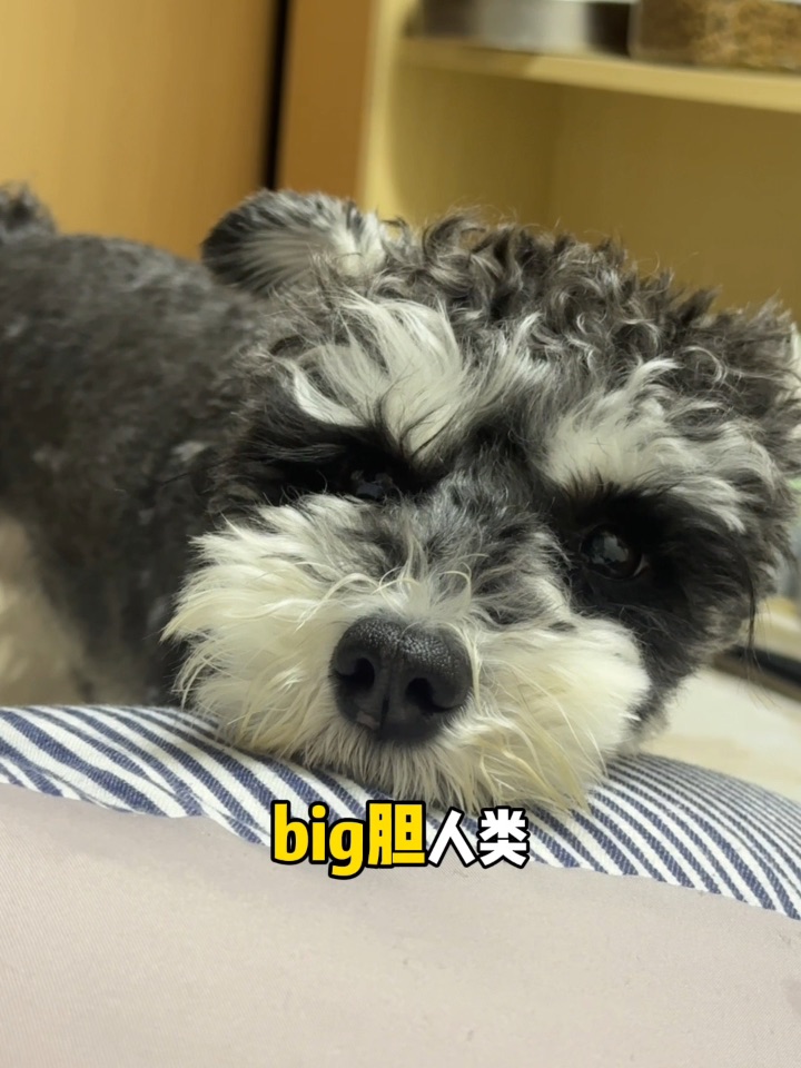 小斗我再也不和你好了