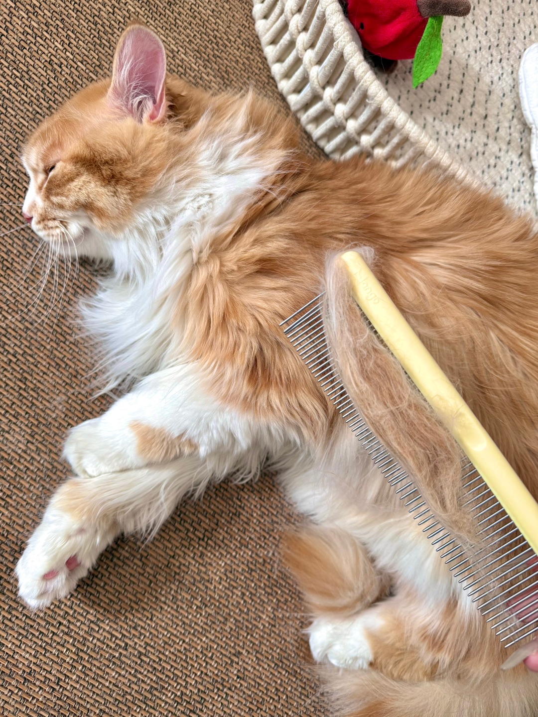 给小猫梳毛的一天哈哈哈哈，又不高兴了😫