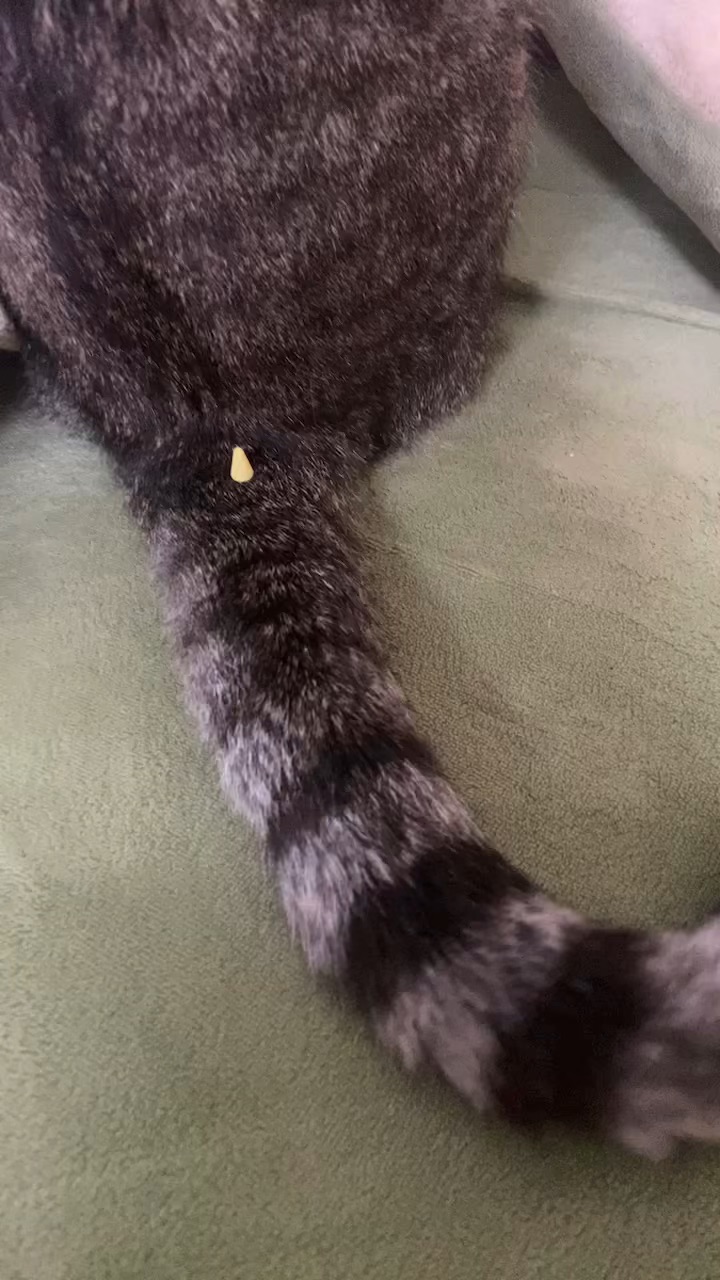 26.4.11 一天天的净捣乱