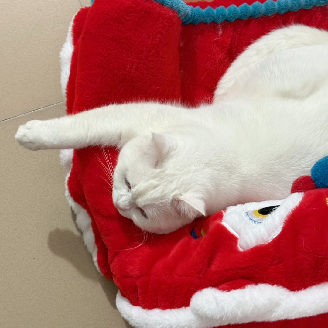 ✨  🐱软fufu小白猫上线