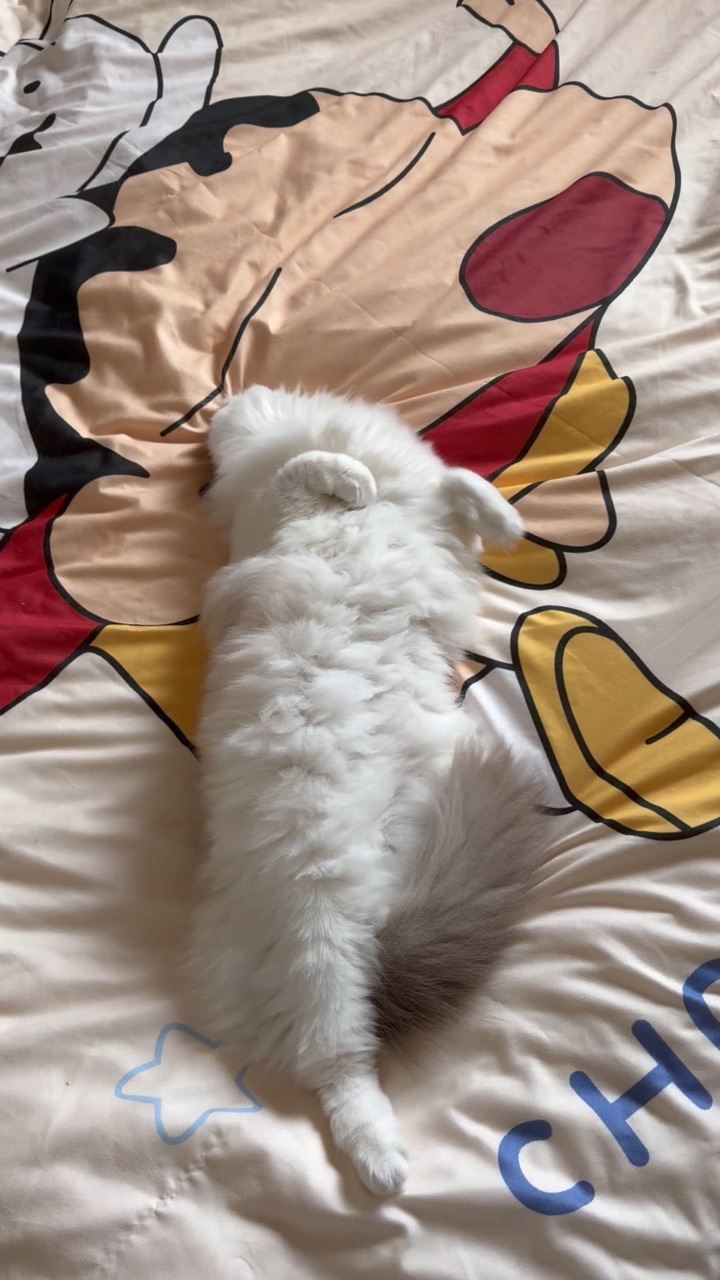 邪恶小猫咪 明明刚刚才换床单 就一定要上来蹭上自己的气味哼哼