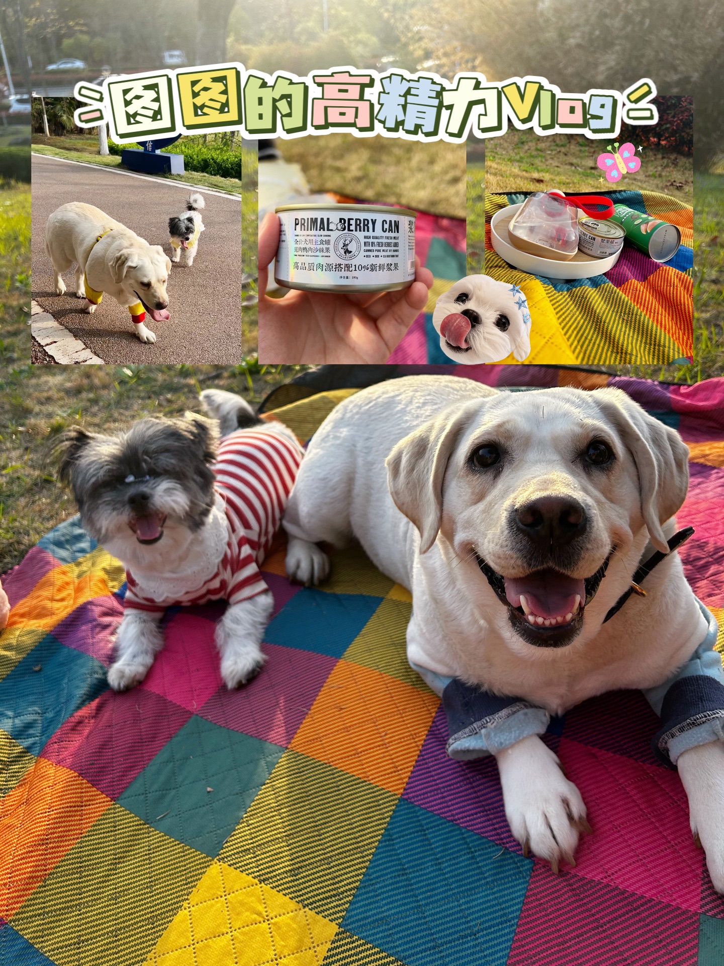 低能量狗的高精力vlog