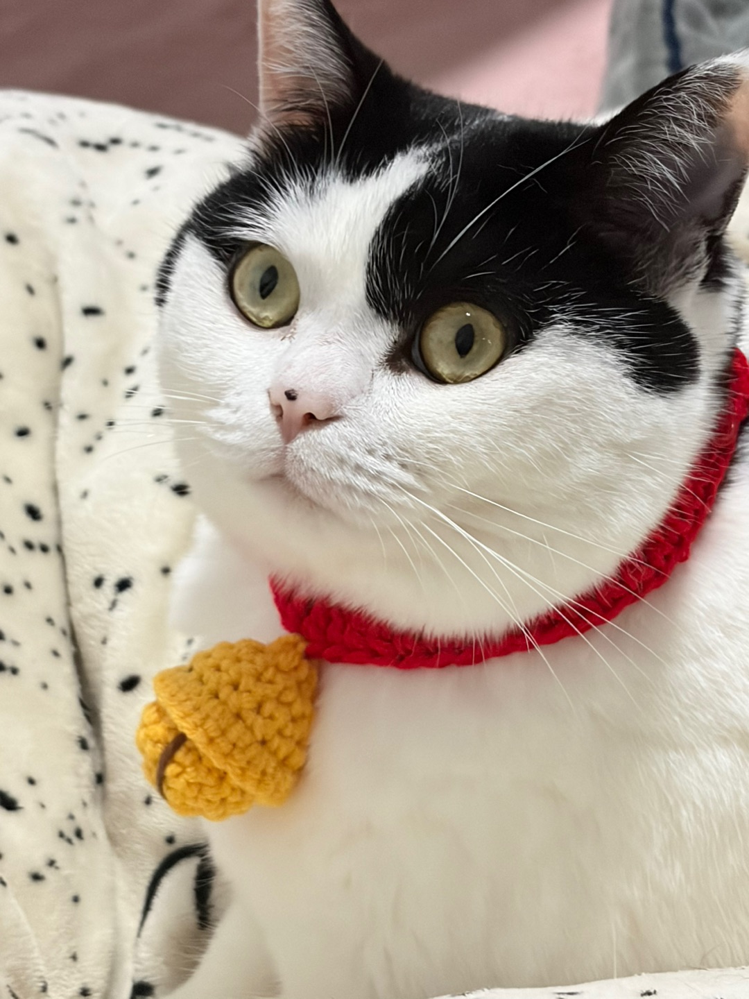 救命！我家芝麻的新项圈也太可爱了吧🥹