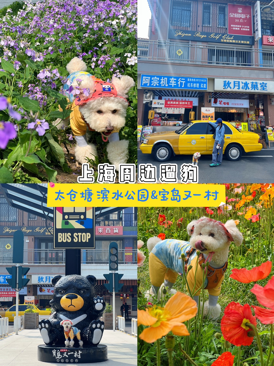 上海开车1h，和小狗去问问新鲜的春天💐