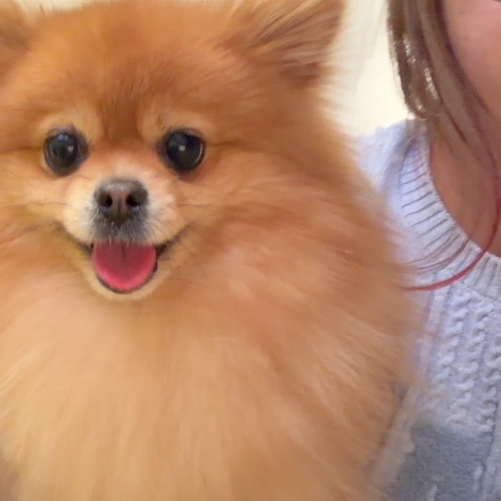 五斤的小狗 八斤的脾气