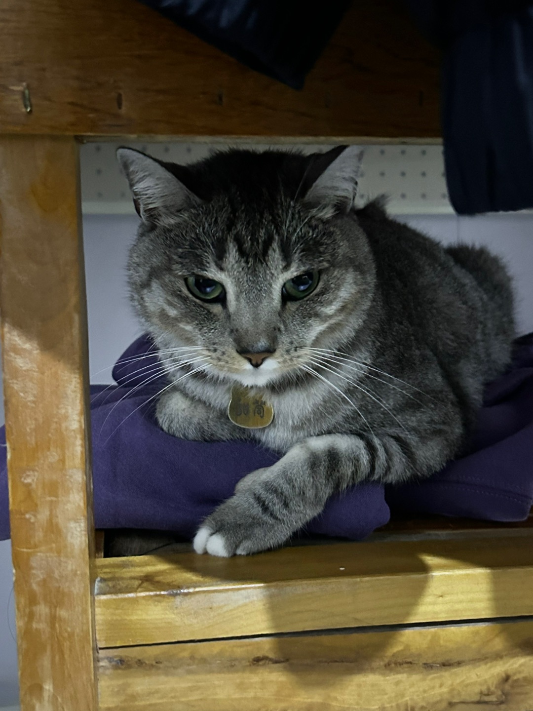 4.11 趴窝衣服上干啥