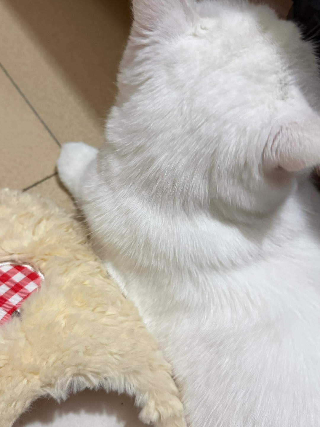 🐱元宝的怼脸拍合集